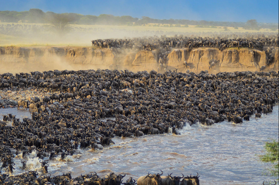 Figure 3: The Great Migration makes for one of the continent’s greatest spectacles
