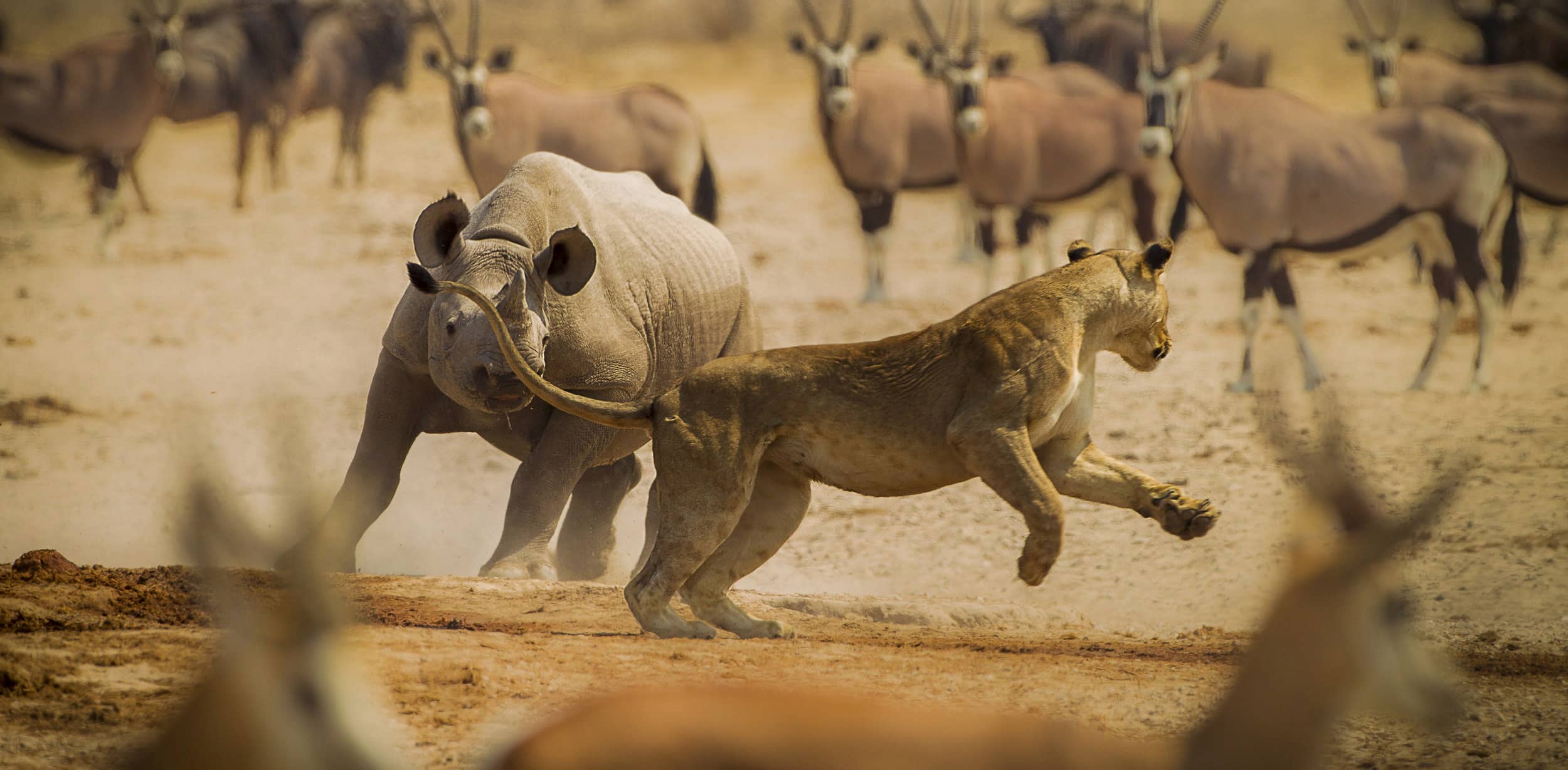 Senegal Safari & African Heritage Tour